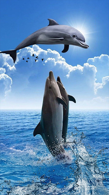 Dolphins, cloud, sky, fish, birds, sunny, sea, summer HD phone wallpaper