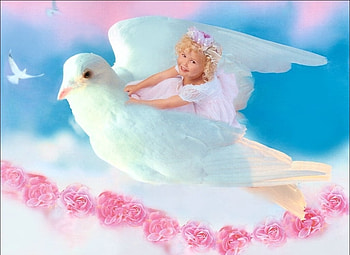 Angel, beautiful, pigeon, anime HD wallpaper