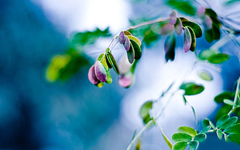 Plants, Leaves HD wallpaper