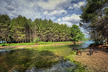 Animals, Landscape, Rivers, Trees, Horses HD wallpaper