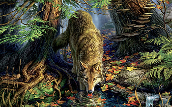 Wolf in Nature, path, Wolf, leaves, outfoors, autumn, nature, Animal, water, forest HD wallpaper