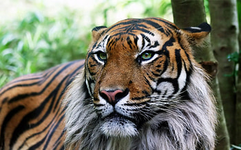 Animals, To Lie Down, Lie, Muzzle, Sadness, Sight, Opinion, Tiger, Sorrow, Look HD wallpaper