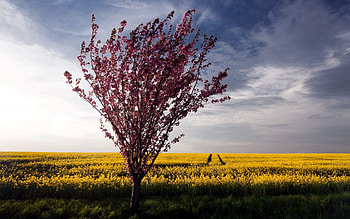 Landscape, Nature, Flowers, Summer, Bush, Bright, Wood, Tree, Field HD wallpaper