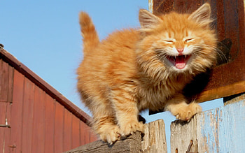 Cat, kitten, kitty, cute, animals, wall, adorable, look, sweet, room, smile, house, friendsm fluffy, rest, playing, pets, blanket, home HD wallpaper