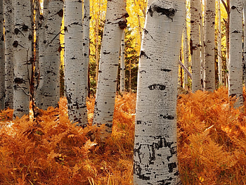 Landscape, Trees, Autumn, Birches HD wallpaper