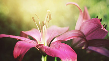 Lily flower, Pink petals, Purple flowers, Nature HD wallpaper