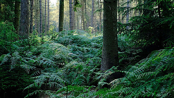 Fern Leaves Bushes Trees Bark Forest Background Nature HD wallpaper