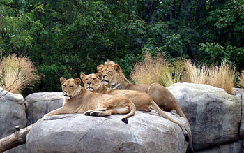 Animals, Grass, Stones, Lions, Predators, To Lie Down, Lie HD wallpaper