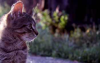 Animals, Cat, Muzzle, Sight, Opinion, Profile HD wallpaper