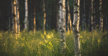 Birch tree , Nature HD wallpaper