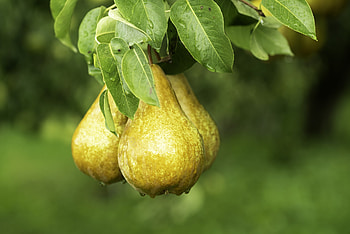 Abundant harvest, Exceeds predictions, Fruitful, Productive HD wallpaper