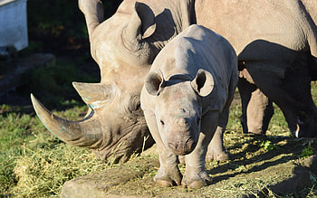 Cute Rhino Baby with Mom, rhinos, baby, mother, animals HD wallpaper