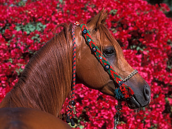 Animals, Horses HD wallpaper