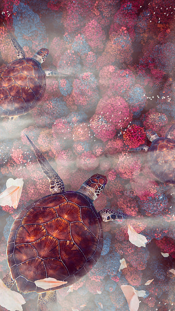 Animals, Turtles, Wildlife, Underwater World, Turtle, Sea Turtle, Sea Turtles HD phone wallpaper