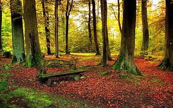 Nature, Trees, Leaves, Forest, Land, Earth, Bench HD wallpaper