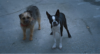 Stray Dogs Duo, movie, Strays HD wallpaper
