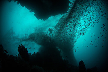 ocean Underwater, fish, nature, life, ocean HD wallpaper