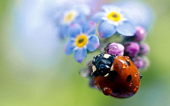 Flowers, Macro, Field, Ladybird, Ladybug, Small HD wallpaper