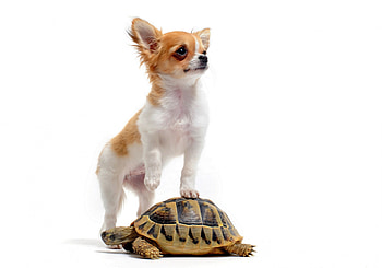 * Buddy *, animal, dog, animals, dogs, friends HD wallpaper