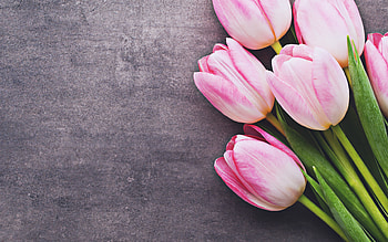 pink tulips, gray stone, spring flowers, floral frames, pink flowers, beautiful flowers, tulips HD wallpaper
