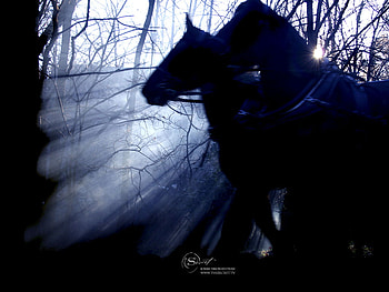 horses HD wallpaper