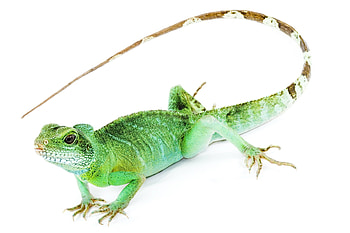 Animals, Iguana, Tail, White Background HD wallpaper