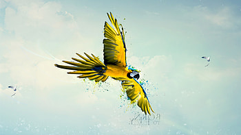 Parrot Art, parrot, artist, digital-art, flying HD wallpaper