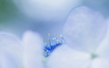 Macro, Light, Petals, Light Coloured, Stamens HD wallpaper