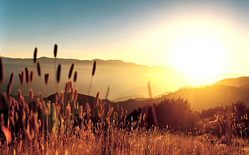Nature, Sun, Dawn, Shine, Light, Rays, Beams, Ears, Spikes HD wallpaper