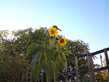 giant supremes, garden, scene, large, sunflowers HD wallpaper