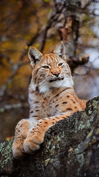 Lynx , Elusive beauty, Snowy habitat, Graceful movements HD phone wallpaper