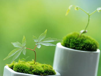 little-ornamental-plants, plant HD wallpaper
