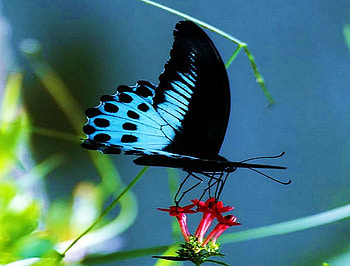 Beauty of the Morpho, mormon, blue and black, butterfly, male, red flower, spots HD wallpaper