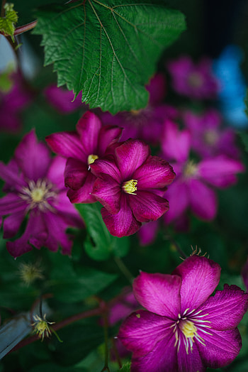 Flowers, Flower, Petals, Bloom, Flowering, Clematis HD phone wallpaper