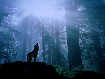 Animals, Wolfs HD wallpaper
