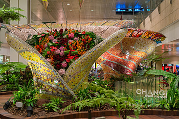 Singapore Changi International Airport, Things, Travel Insider HD wallpaper