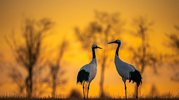 Beautiful cranes, Scenic field, Feathered creatures, Nature's splendor HD wallpaper