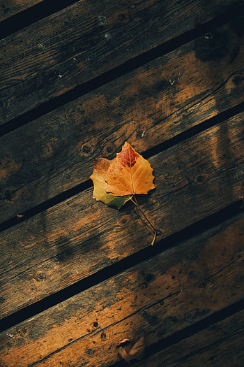 Autumn, Leaves, Miscellanea, Miscellaneous, Wood, Wooden, Planks, Board HD phone wallpaper