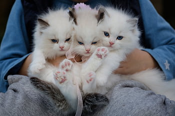 Three fluffy ragdoll kittens with blue eyes being held gently, showcasing their cuteness. HD wallpaper