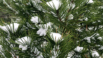 Snowy pine tree, Mountain landscape, Slow motion footage, Tranquil scenery HD wallpaper