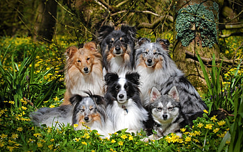 Shetland Sheepdogs, Pets HD wallpaper