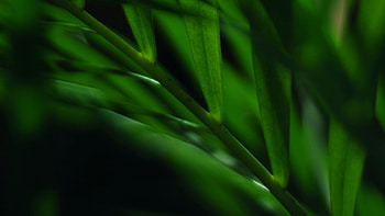 Green Leaves Stem Blur Macro graphy graphy HD wallpaper