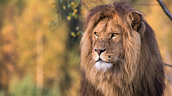 Lion, animal, face, cat HD wallpaper