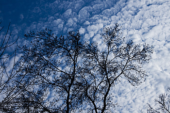 Nature, Clouds, Wood, Tree, Branches HD wallpaper