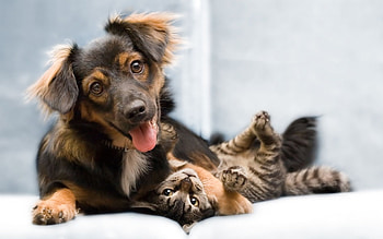 Animals, Cats, Dogs HD wallpaper