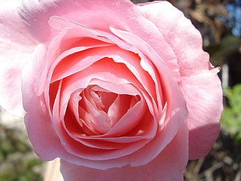 rose beauty, rose, pink, green, nature, beauty, pure HD wallpaper