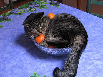 cat in bowl, blue, table, cat, bowl, sleeping HD wallpaper