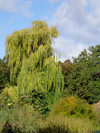 Weeping Golden, Willow Tree HD phone wallpaper