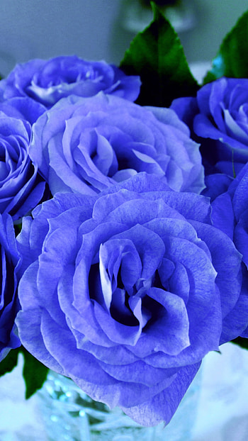 Blue Rose, Blue, Rose Bouquet, rose, bouquet HD phone wallpaper