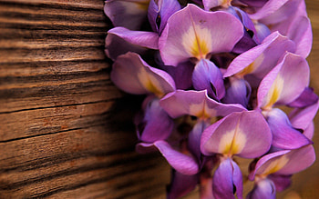 Flowers, Lilac, Macro, Petals HD wallpaper